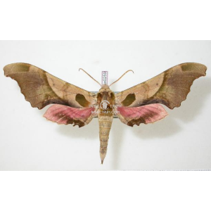 ADHEMARIUS GLOBIFER ADHEMARIUS GLOBIFER